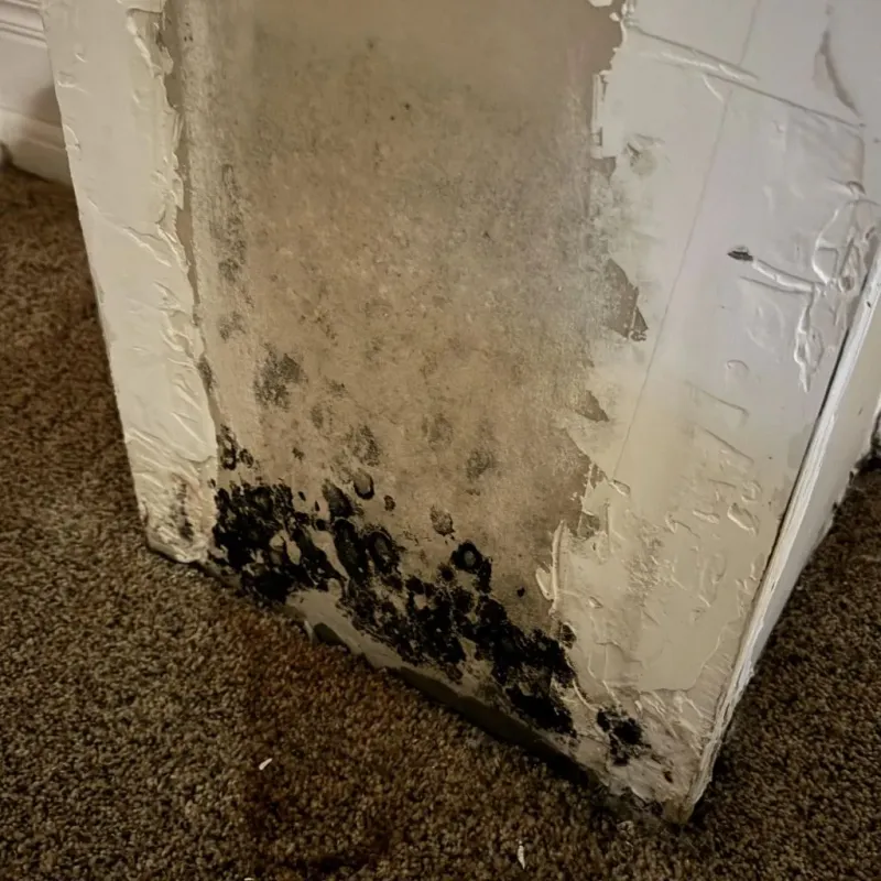 Professional Mold Removal in Lynchburg, TN